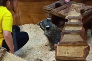 Утримання єнота в контактному зоопарку в Одесі: що кажуть екоінспектори фото 1