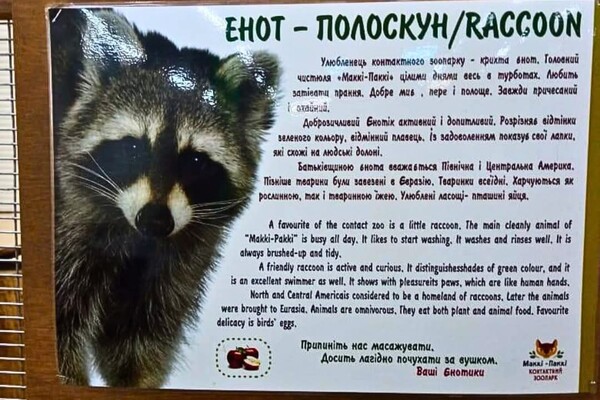 Утримання єнота в контактному зоопарку в Одесі: що кажуть екоінспектори фото 2