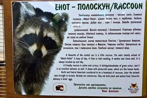 Утримання єнота в контактному зоопарку в Одесі: що кажуть екоінспектори фото 2