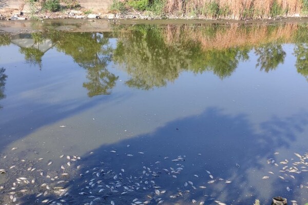 Замор рыбы и смрад в водоеме в Одесской области: что показали анализы фото