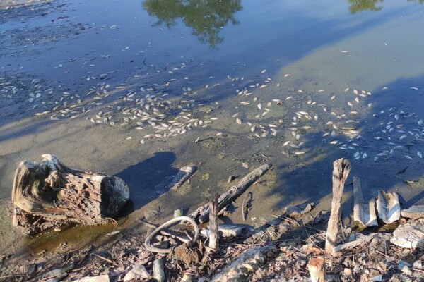 Замор рыбы и смрад в водоеме в Одесской области: что показали анализы фото 1