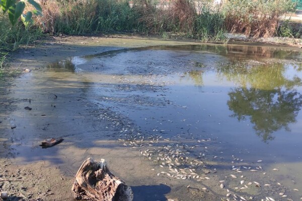 Замор рыбы и смрад в водоеме в Одесской области: что показали анализы фото 4