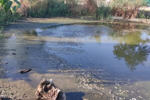 Замор рыбы и смрад в водоеме в Одесской области: что показали анализы фото 4