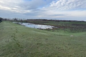 Три гектари смороду: на Одещині каналізаційні стоки забруднили землю фото