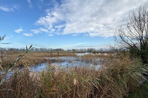 Три гектари смороду: на Одещині каналізаційні стоки забруднили землю фото 4