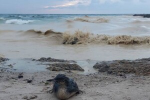 Наслідок ударів по порту Південний: на узбережжі Одеси забруднення від соняшникової олії фото