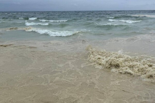 Наслідок ударів по порту Південний: на узбережжі Одеси забруднення від соняшникової олії фото 2