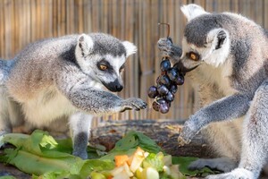 В Одессе выбирают самых романтичных жителей зоопарка: фото участников фото
