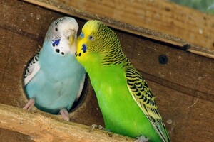 В Одессе выбирают самых романтичных жителей зоопарка: фото участников фото 1