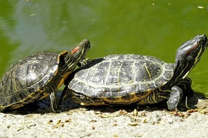 В Одессе выбирают самых романтичных жителей зоопарка: фото участников фото 2