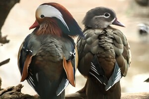 В Одессе выбирают самых романтичных жителей зоопарка: фото участников фото 3