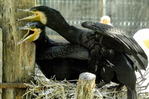 В Одессе выбирают самых романтичных жителей зоопарка: фото участников фото 4