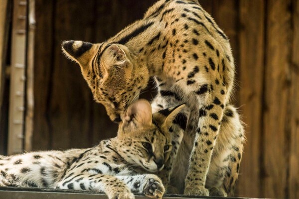 В Одессе выбирают самых романтичных жителей зоопарка: фото участников фото 5