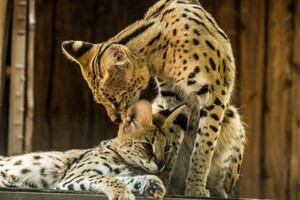 В Одессе выбирают самых романтичных жителей зоопарка: фото участников фото 5