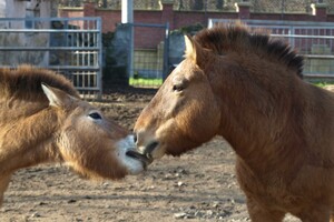 В Одессе выбирают самых романтичных жителей зоопарка: фото участников фото 6