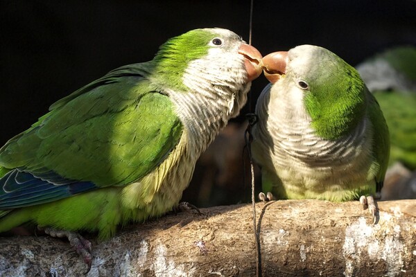 В Одессе выбирают самых романтичных жителей зоопарка: фото участников фото 8