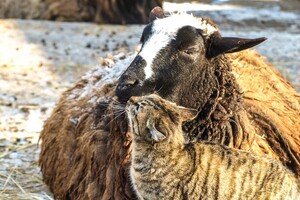 В Одессе выбирают самых романтичных жителей зоопарка: фото участников фото 9