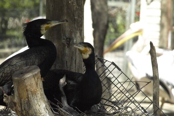 В Одессе выбирают самых романтичных жителей зоопарка: фото участников фото 10