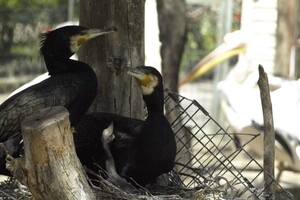 В Одессе выбирают самых романтичных жителей зоопарка: фото участников фото 10