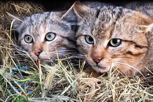 Потеряли мать: в нацпарке в Одесской области поселились лесные котята фото