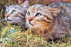 Потеряли мать: в нацпарке в Одесской области поселились лесные котята фото 1