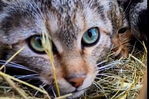 Потеряли мать: в нацпарке в Одесской области поселились лесные котята фото 2