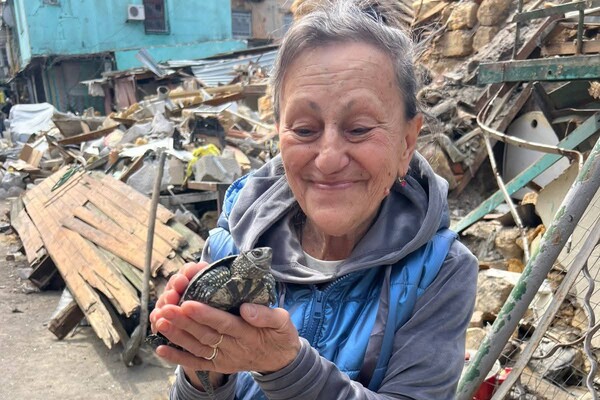 Выжила под руинами: в Одессе через пять дней после обстрела вызволили из-под завалов черепаху фото 2