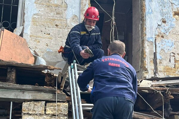 Выжила под руинами: в Одессе через пять дней после обстрела вызволили из-под завалов черепаху фото 3