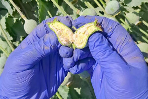 Кілограми наркотиків, тисячі кущів маку та конопель: підсумки спецоперації "Джентельмени" на Одещині фото