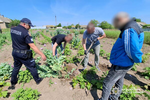Кілограми наркотиків, тисячі кущів маку та конопель: підсумки спецоперації "Джентельмени" на Одещині фото 3