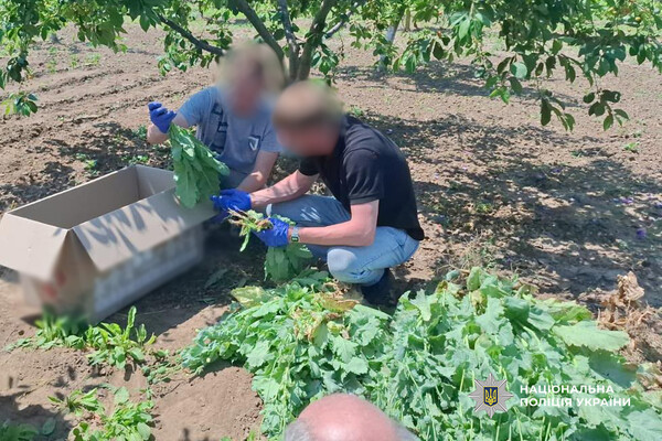 Кілограми наркотиків, тисячі кущів маку та конопель: підсумки спецоперації "Джентельмени" на Одещині фото 8