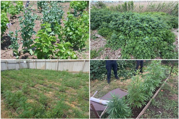 Кілограми наркотиків, тисячі кущів маку та конопель: підсумки спецоперації "Джентельмени" на Одещині фото 20